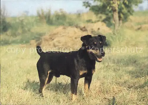 Hunde Deutscher Jagdterrier  Kat. Tiere