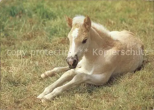 Pferde Fohlen  Kat. Tiere