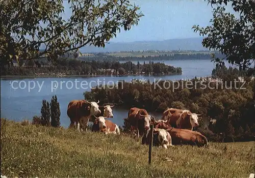 Kuehe Wagingeer See Oberbayern  Kat. Tiere