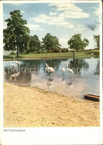 Flamingo Hoehenpark Killesberg Stuttgart  Kat. Tiere