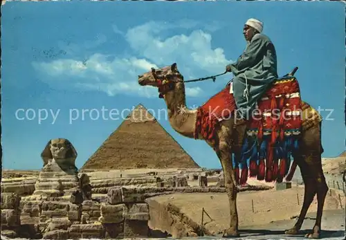 Kamele Sphinx of Giza Khefren Pyramid  Kat. Tiere