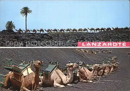 Kamele Lanzarote Montanas de Fuego Caravana de camellos Kat. Tiere