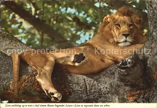 Loewe Liegender Loewe auf einem Baum  Kat. Tiere