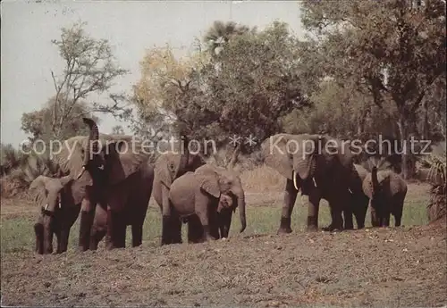 Elefant Hwange Zimbabwe  Kat. Tiere