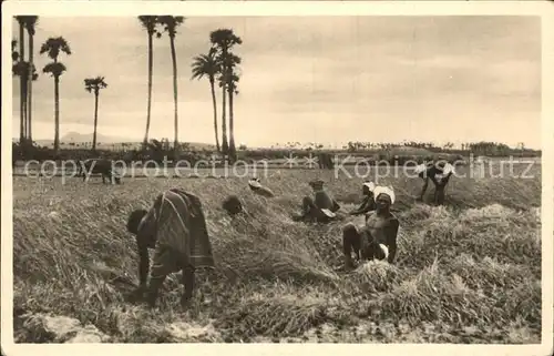 Ernte Landwirtschaft Reisernte Sued Indien Kat. Landwirtschaft