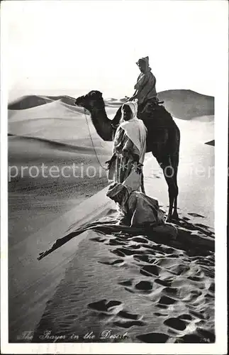 Kamele Prayer in the Desert  Kat. Tiere