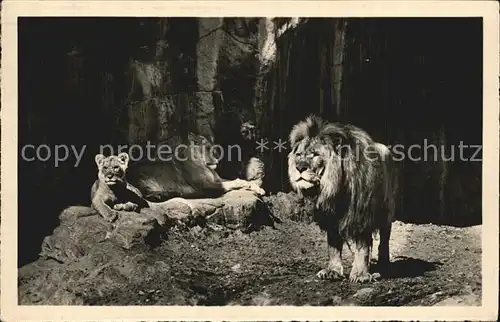 Hagenbeck Hamburg Stellingen Loewenschlucht  Kat. Tiere