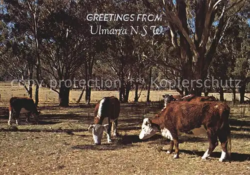 Kuehe Ulmarra Hereford Cattle Australia  Kat. Tiere