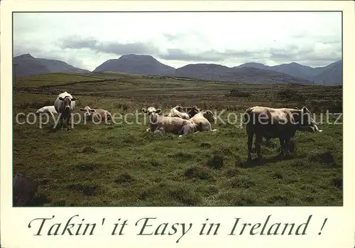 Kuehe Ireland  Kat. Tiere