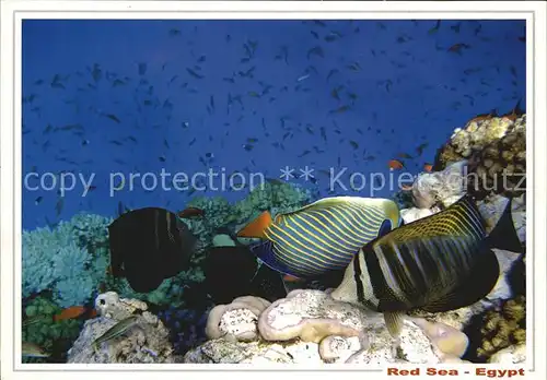 Fische Red Sea Egypt Brauner Segelflossendoktor Kat. Tiere