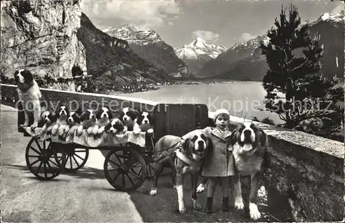 Hundekarren Bernhardiner Flueelen St. Bernhard Zwinger Zwing  Kat. Tiere