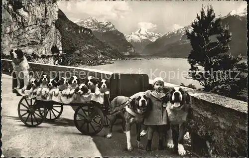 Hundekarren Bernhardiner Flueelen St. Bernhard Zwinger Zwing  Kat. Tiere