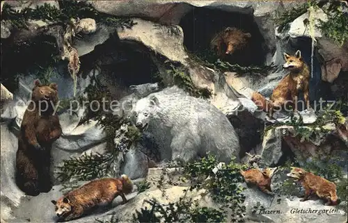 Tiere Alpentiere Museum Luzern Gletschergarten  Kat. Tiere