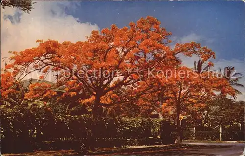 Baeume Trees Royal Poinciana  Kat. Pflanzen