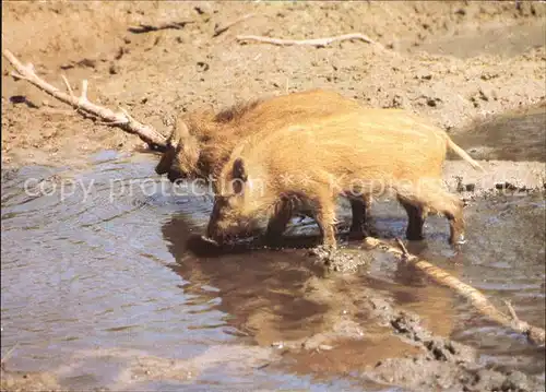 Schweine Wildschweine Frischlinge  Kat. Tiere