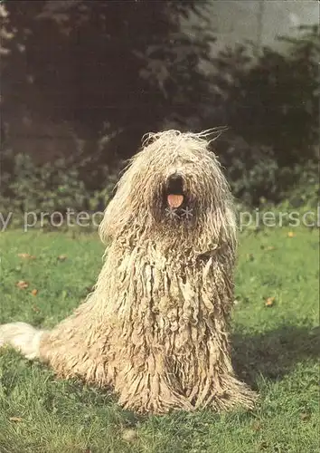 Hunde Komondor Kat. Tiere