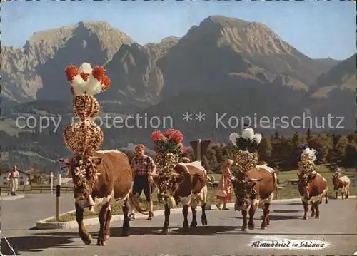 Kuehe Almabtrieb Schoenau Bayern Kat. Tiere