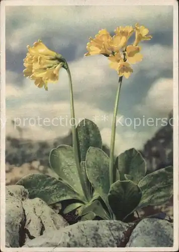 Blumen Berg Aurikel Kat. Pflanzen