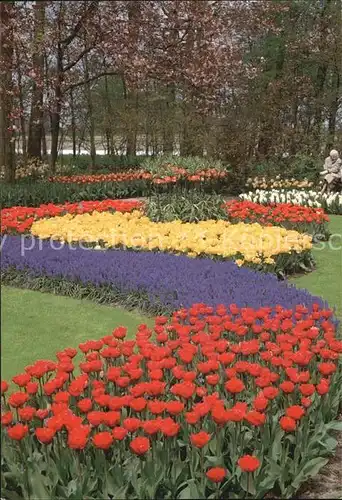 Blumen Holland Keukenhof  Kat. Pflanzen