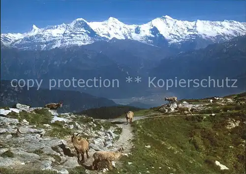 Steinbock Steinwild Gemmenalphorn Beatenberg Finsteraarhorn  Kat. Tiere