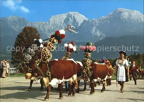 Kuehe Almabtrieb Berchtesgadener Land  Kat. Tiere