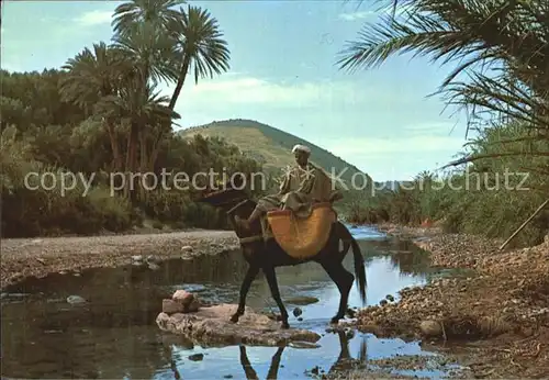 Esel Tiere Maroc Typique Vallee du Dra  Kat. Tiere