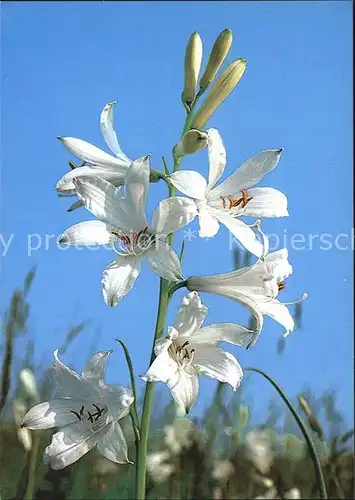 Blumen Paradieslilie Paradisia liliastrum Kat. Pflanzen