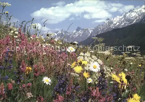 Blumen Wiesenblumen  Kat. Pflanzen