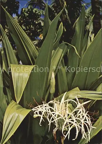 Blumen Amerikanische Hakenlilie  Kat. Pflanzen