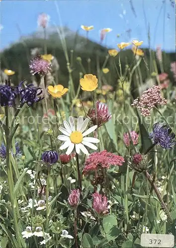 Blumen Feldblumen  Kat. Pflanzen