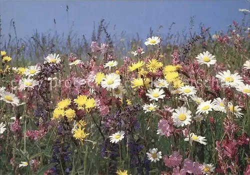 Blumen Wiesenblumen  Kat. Pflanzen