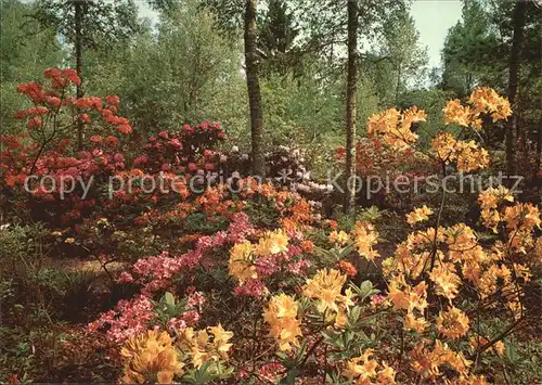 Blumen Park Seleger Moor Rifferswil Kat. Pflanzen