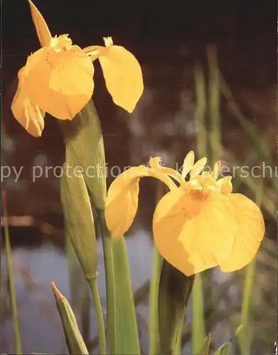 Blumen Gelbe Schwertlilie Iris pseudacorus Riedwiese Untersee  Kat. Pflanzen