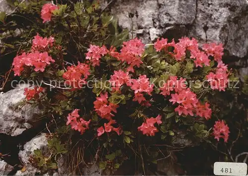 Blumen Rostrote Alpenrosen Rhododendron ferrugineum Kat. Pflanzen