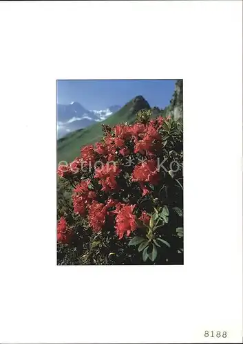 Blumen Alpenrose Rhododendron Kat. Pflanzen