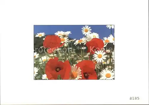 Blumen Mohn Margeriten  Kat. Pflanzen