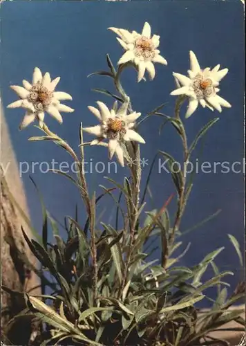 Edelweiss Leontopodium alpinum  Kat. Pflanzen