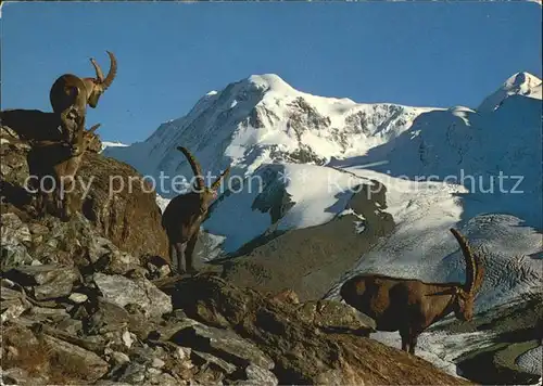 Steinbock Bouquetins Ibex Liskamm  Kat. Tiere