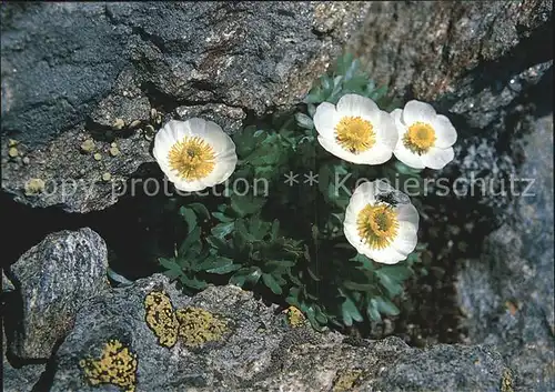 Blumen Gletscher Hahnenfuss Raunuculus glacialis Kat. Pflanzen