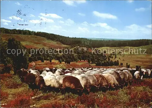 Schafe Heidschnuckenherde Totengrund Lueneburger Heide Kat. Tiere