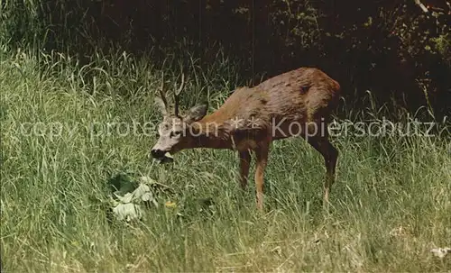 Hirsch Galyateto Ungarn Kat. Tiere