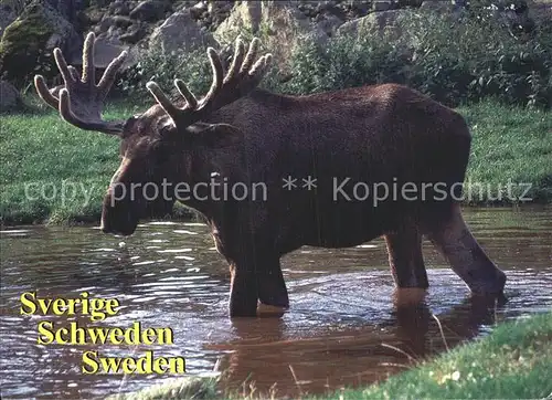 Rentier Sverige Schweden  Kat. Tiere