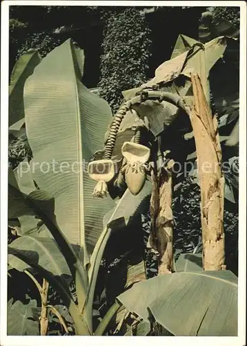 Bananen Bananenstauden Insel Mainau Bodensee  Kat. Pflanzen