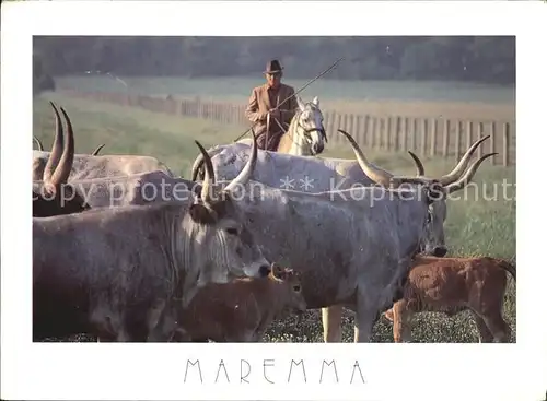 Kuehe Parco Naturale della Maremma  Kat. Tiere