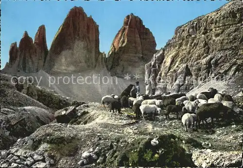 Schafe Dolomiti Tre Cime di Lavaredo Drei Zinnen Kat. Tiere