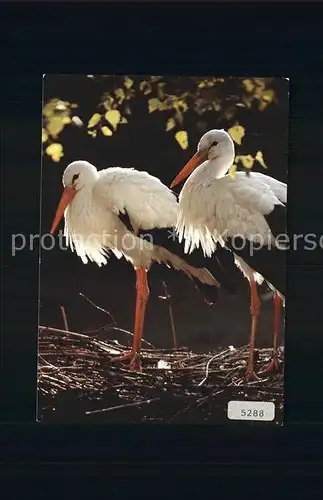 Storch Ciconia Cigognes Storks Kat. Tiere