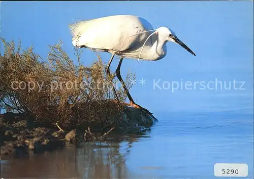 Voegel Seidenreiher Aigrette Bords du Vaccares  Kat. Tiere