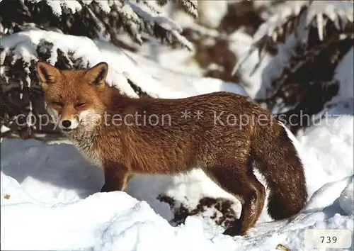 Fuchs Tiere Renard Fox  Kat. Tiere