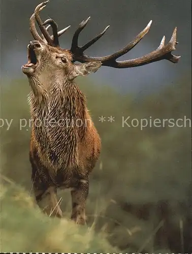 Hirsch Rothirsch Cervus elaphus Cerf Stag  Kat. Tiere