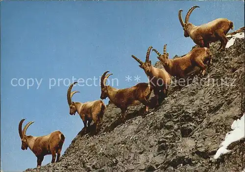 Steinbock Alpensteinboecke Bouquetins Ibexes  Kat. Tiere